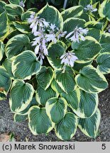 Hosta Twilight