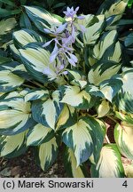 Hosta Fire and Ice