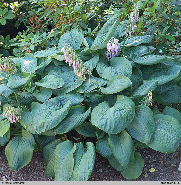 Hosta Blue Umbrellas