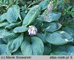 Hosta Blue Umbrellas