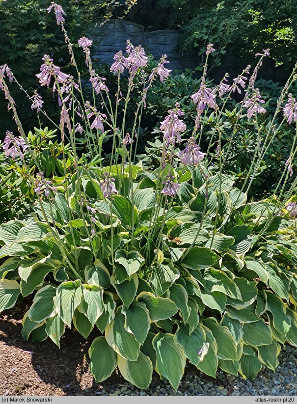 Hosta Regal Splendor