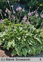 Hosta Regal Splendor