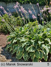 Hosta Regal Splendor