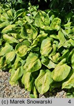 Hosta Enchiladas