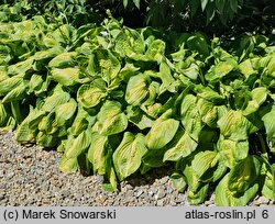 Hosta Enchiladas