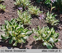 Hosta Fire and Ice