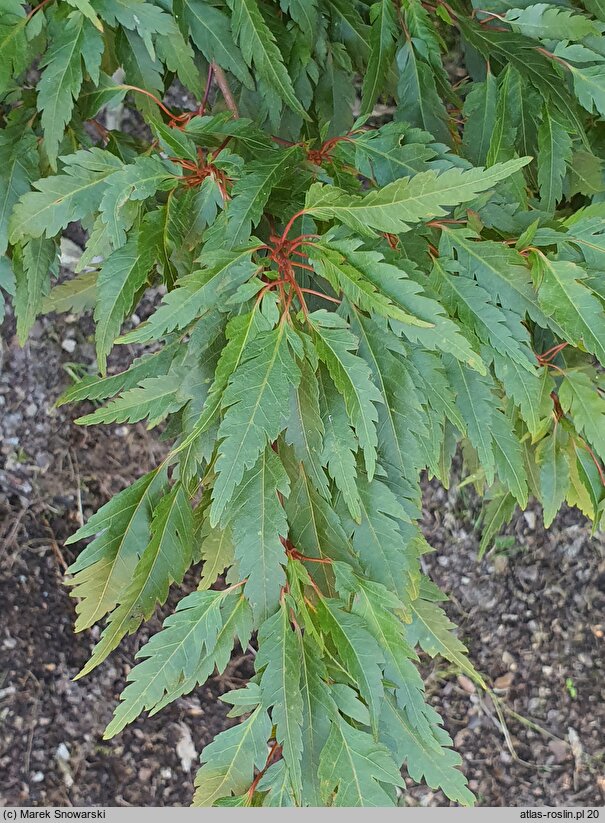 Acer palmatum Beni-hagoromo