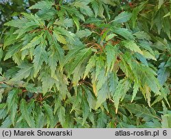 Acer palmatum Beni-hagoromo