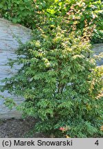 Acer palmatum Beni-hagoromo