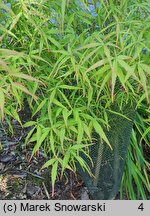 Acer palmatum Koto-no-ito
