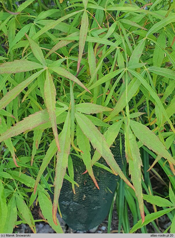 Acer palmatum Koto-no-ito