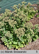 Sedum Pool Party