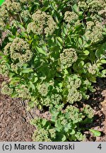 Sedum hort. Pool Party