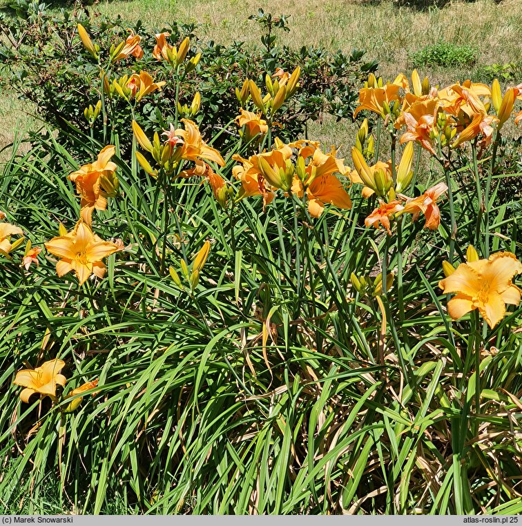Hemerocallis ×hybrida Danuta