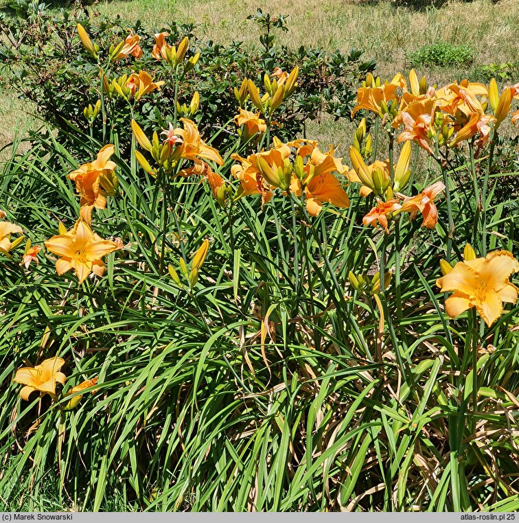 Hemerocallis Danuta