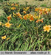 Hemerocallis ×hybrida Danuta