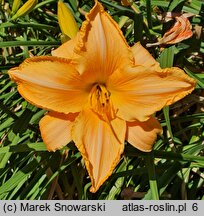 Hemerocallis ×hybrida Danuta