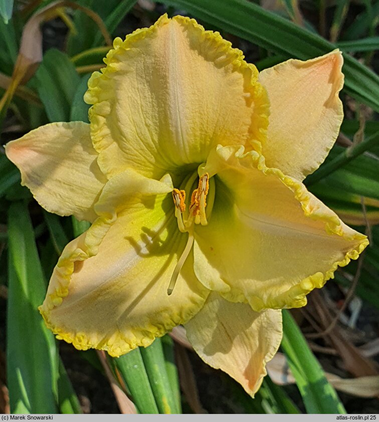 Hemerocallis ×hybrida Rzekotka