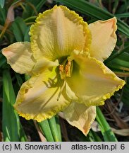 Hemerocallis ×hybrida Rzekotka
