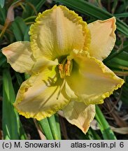 Hemerocallis Rzekotka