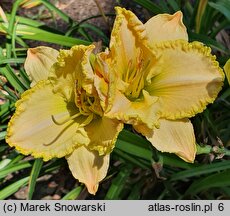 Hemerocallis ×hybrida Rzekotka