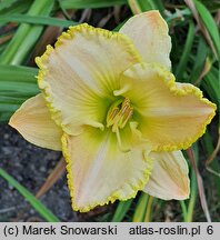 Hemerocallis ×hybrida Rzekotka