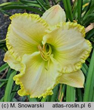 Hemerocallis ×hybrida Rzekotka
