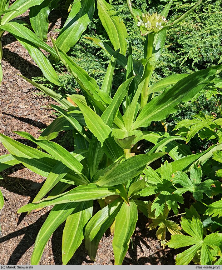 Gentiana tibetica (goryczka tybetańska)