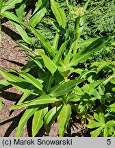 Gentiana tibetica (goryczka tybetańska)