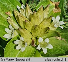 Gentiana tibetica (goryczka tybetańska)