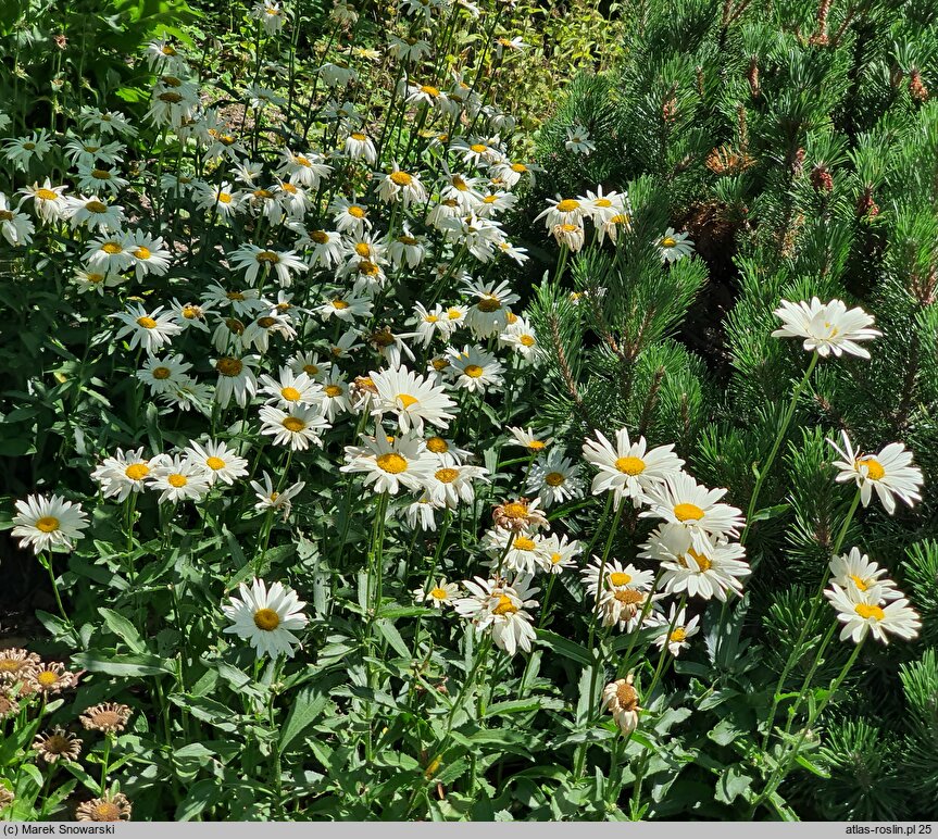 Leucanthemum maximum (jastrun wielki)