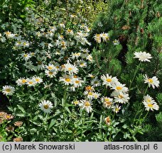 Leucanthemum maximum (jastrun wielki)