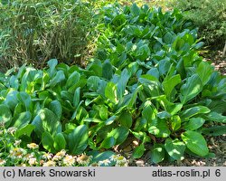 Bergenia Bressingham White