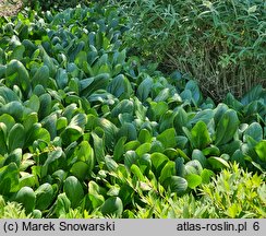 Bergenia Bressingham White