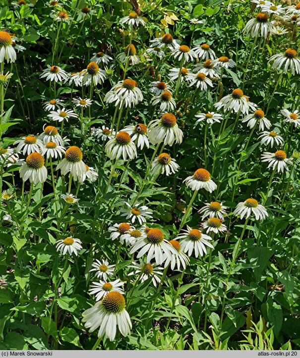 Echinacea purpurea White Swan