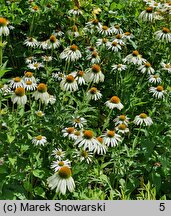 Echinacea purpurea White Swan