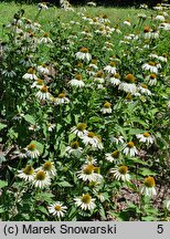 Echinacea purpurea White Swan