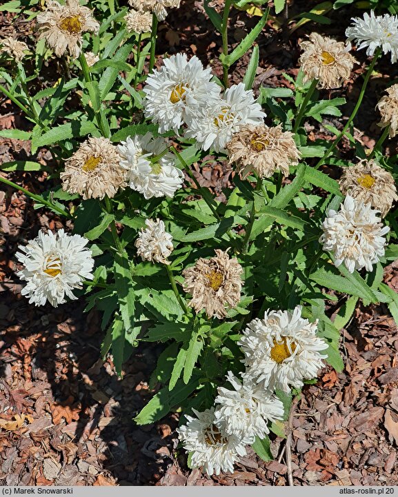 Leucanthemum ×superbum Aglaia