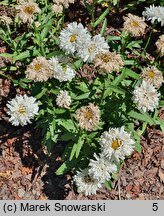 Leucanthemum ×superbum Aglaia