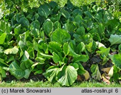 Bergenia cordifolia Rotblum