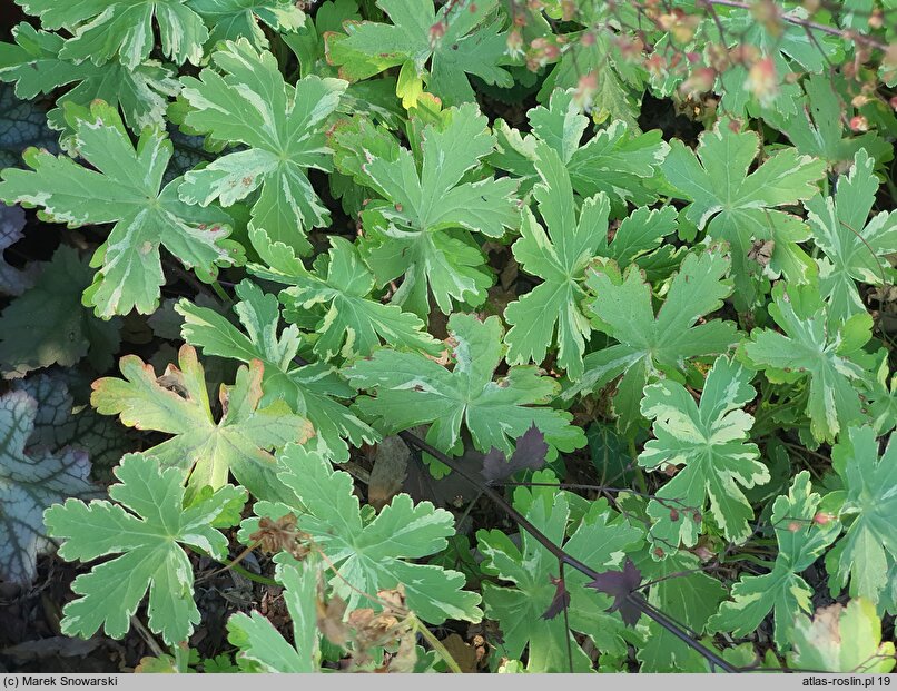 Geranium macrorrhizum Variegatum