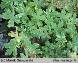 Geranium macrorrhizum Variegatum