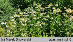 Echinacea purpurea Milkshake