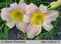 Hemerocallis ×hybrida (liliowiec ogrodowy)