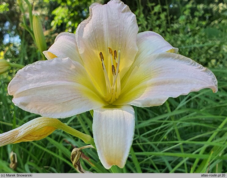 Hemerocallis ×hybrida (liliowiec ogrodowy)