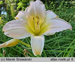 Hemerocallis ×hybrida (liliowiec ogrodowy)