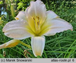 Hemerocallis Catherine Woodbery