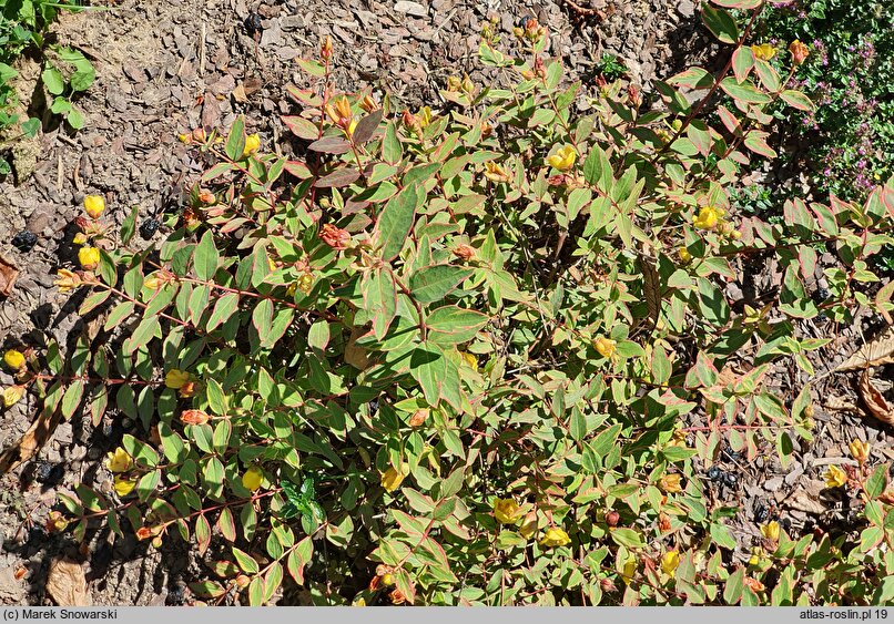 Hypericum ×moserianum Tricolor