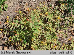 Hypericum ×moserianum Tricolor