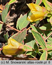 Hypericum ×moserianum Tricolor